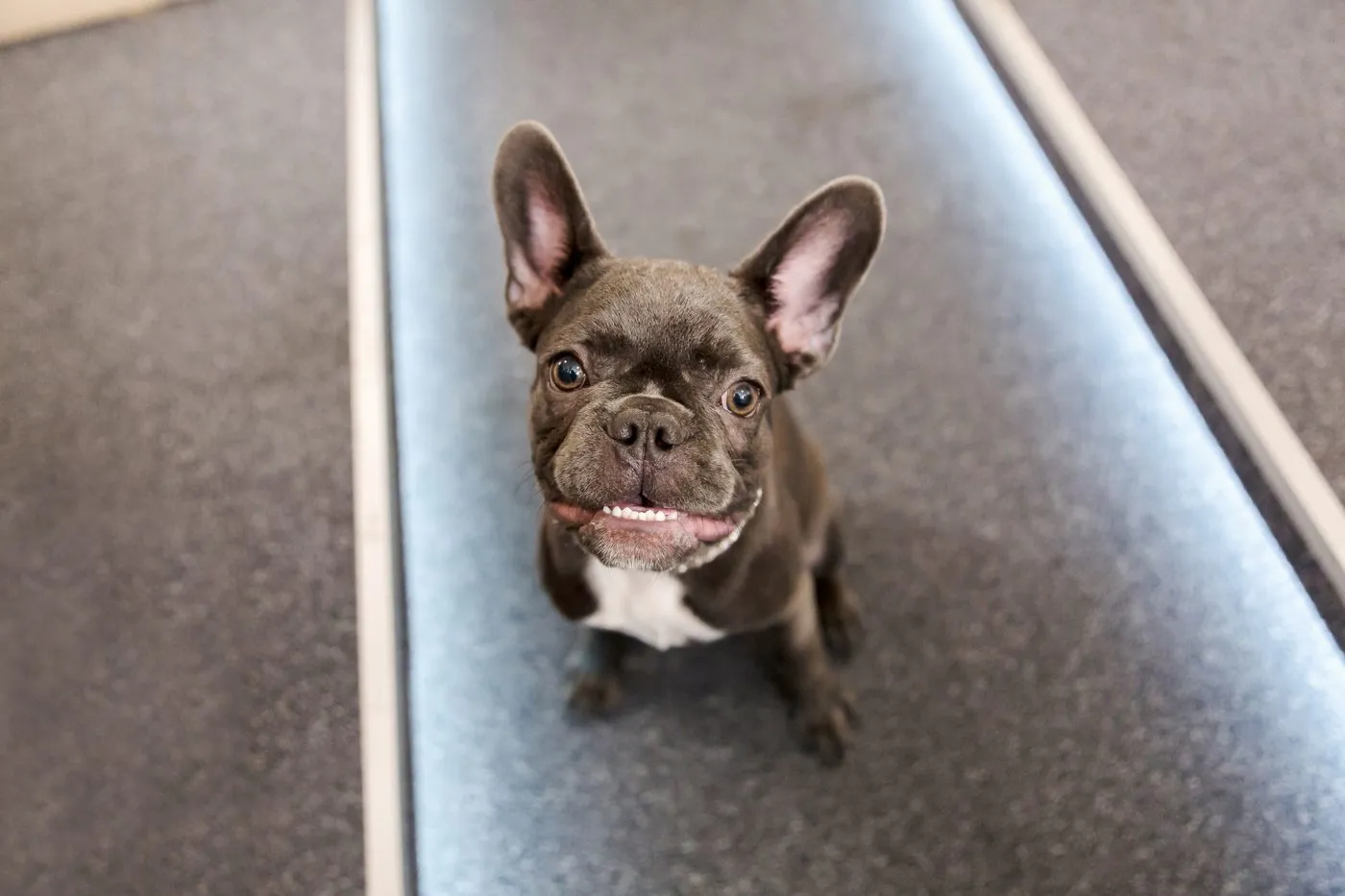 A French bulldog sitting on the floor at home