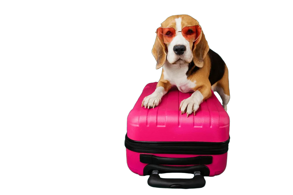 A beagle wearing sunglasses relaxing on a pink suitcase