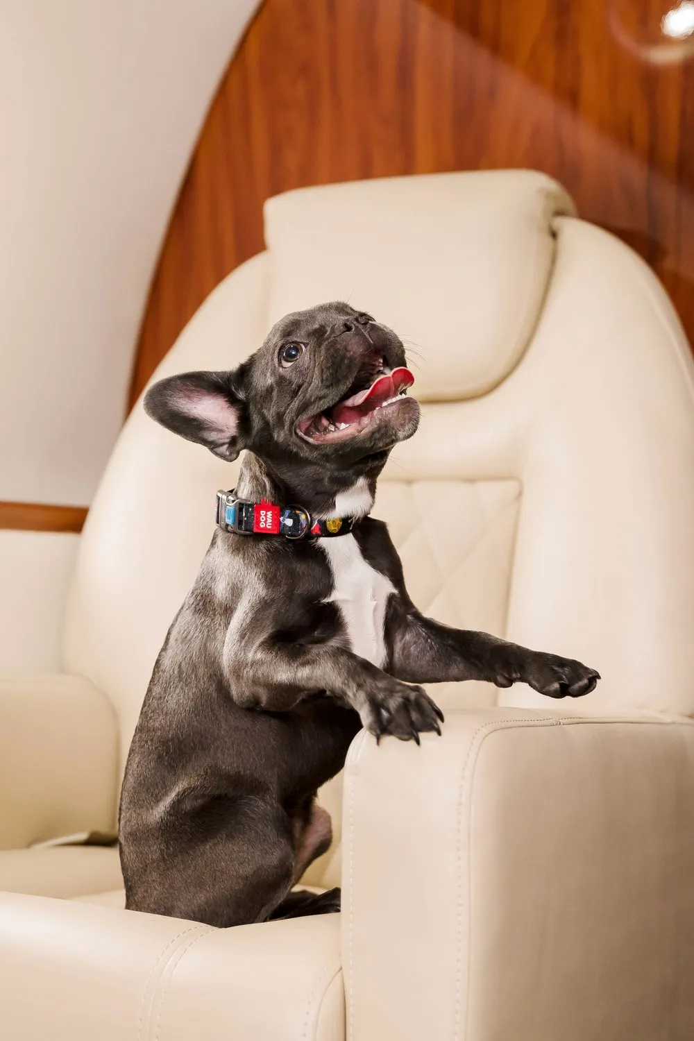 A dog relaxing at home