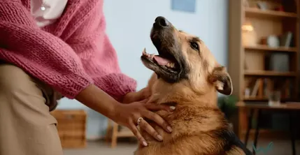 Best Emotional Support Animal Breeds: Choosing The Right ESA