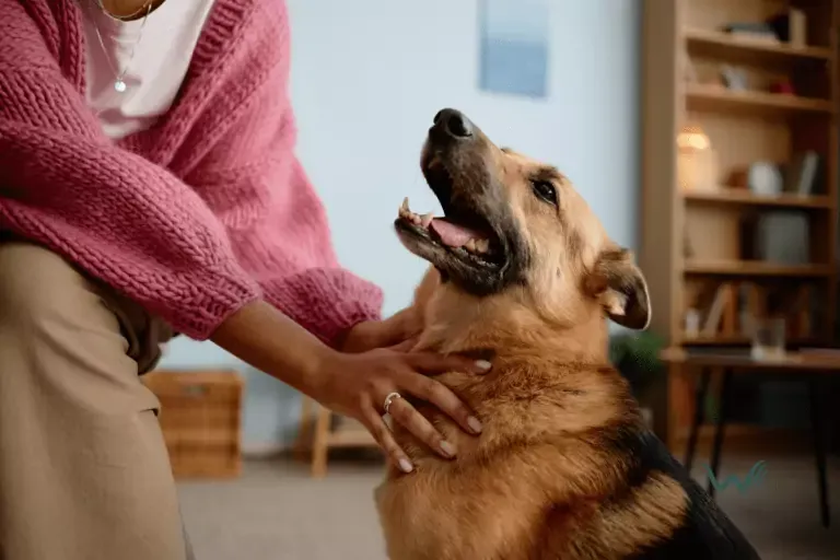 A pet parent petting their calm, affectionate emotional support dog at home