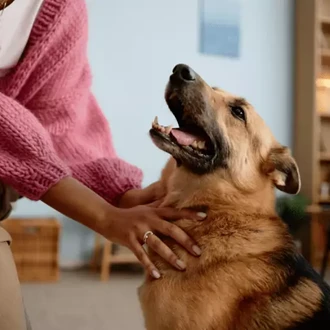 Best Emotional Support Animal Breeds: Choosing The Right ESA