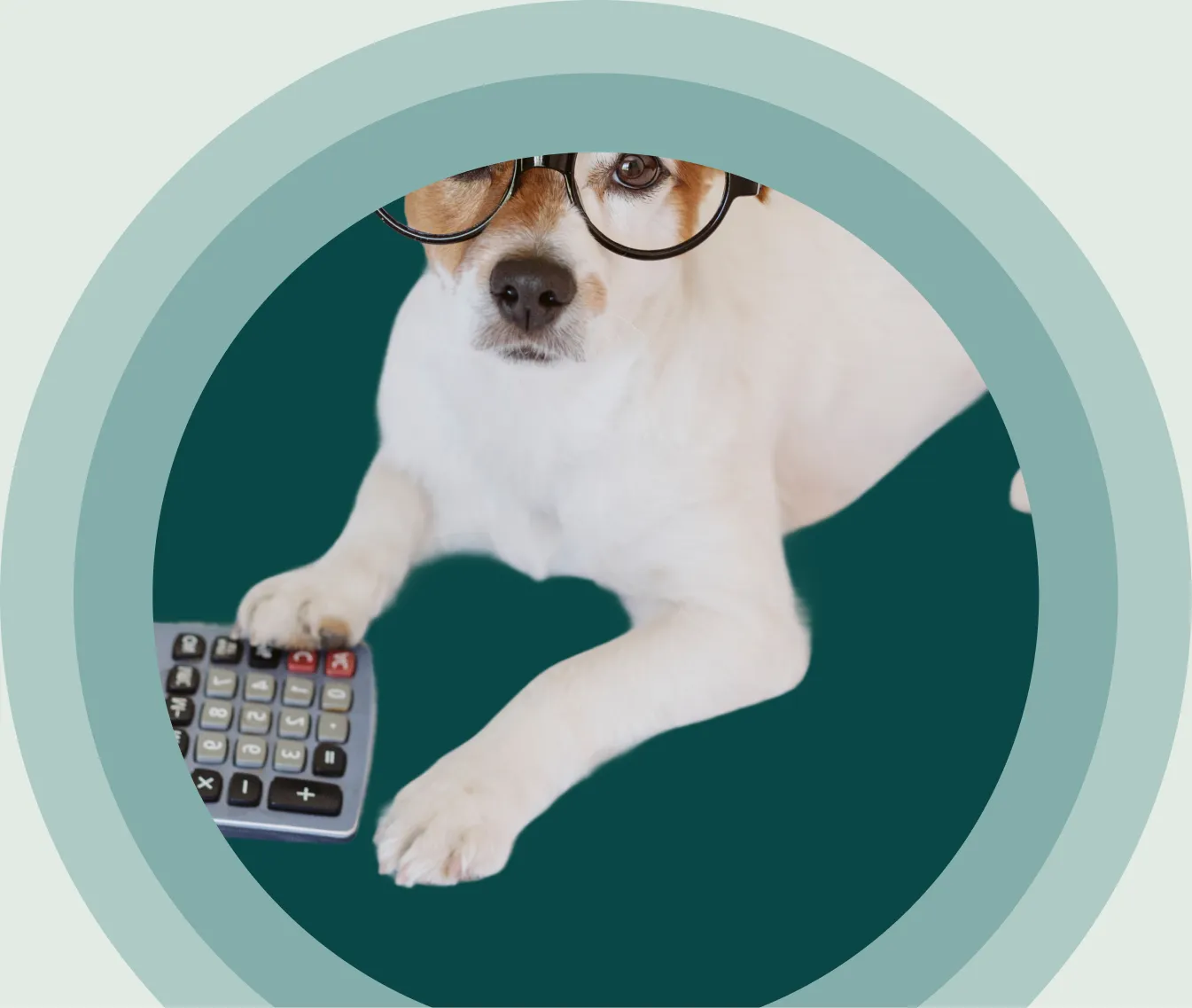 A dog wearing glasses beside a calculator