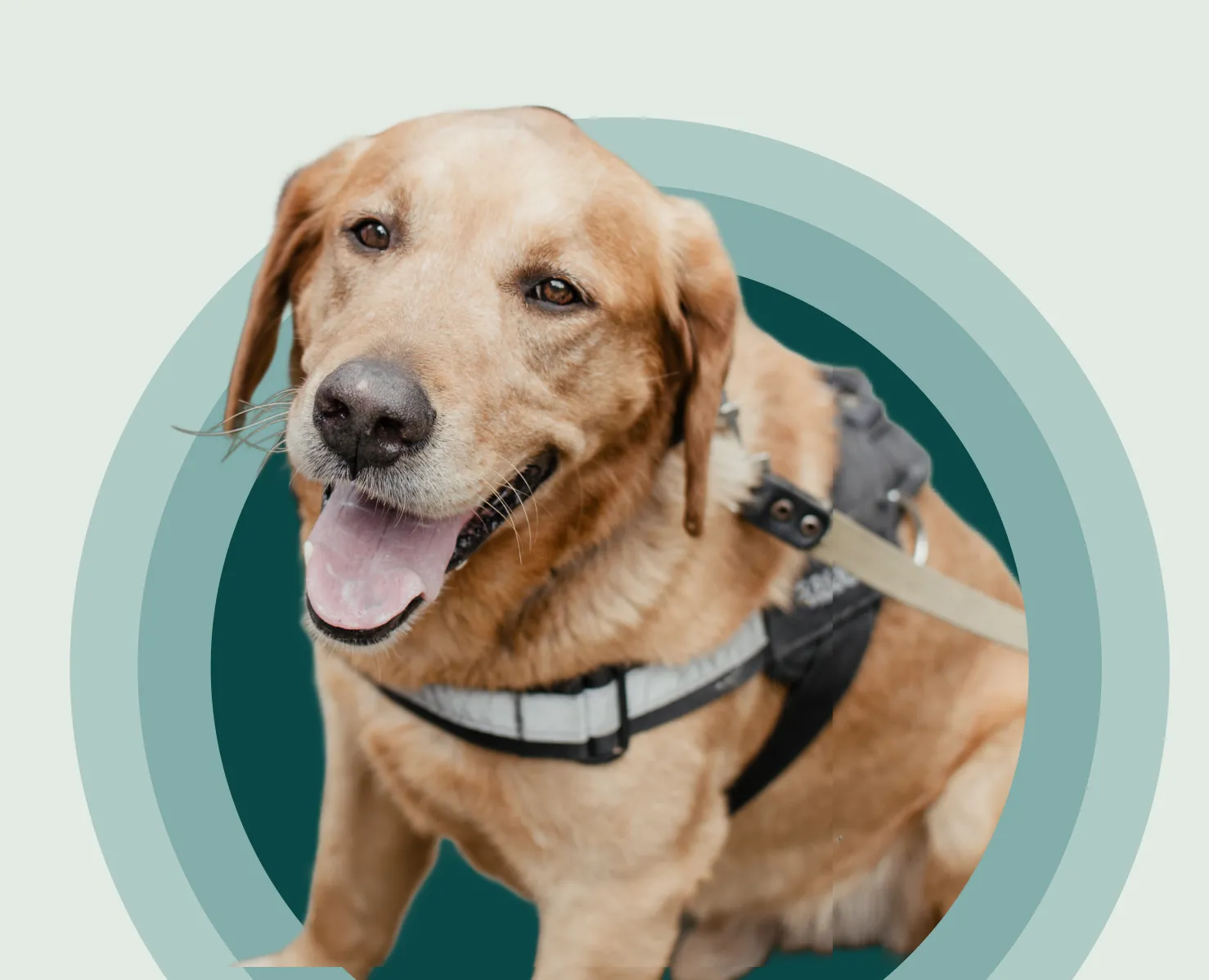 A service dog in a harness